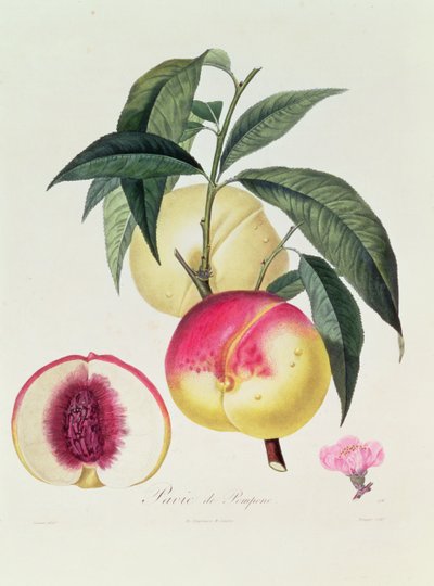 Pavie de Pompone, Engraved by Bouquet by Pierre Antoine Poiteau
